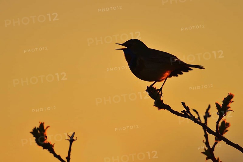Red-spotted red-spotted bluethroat