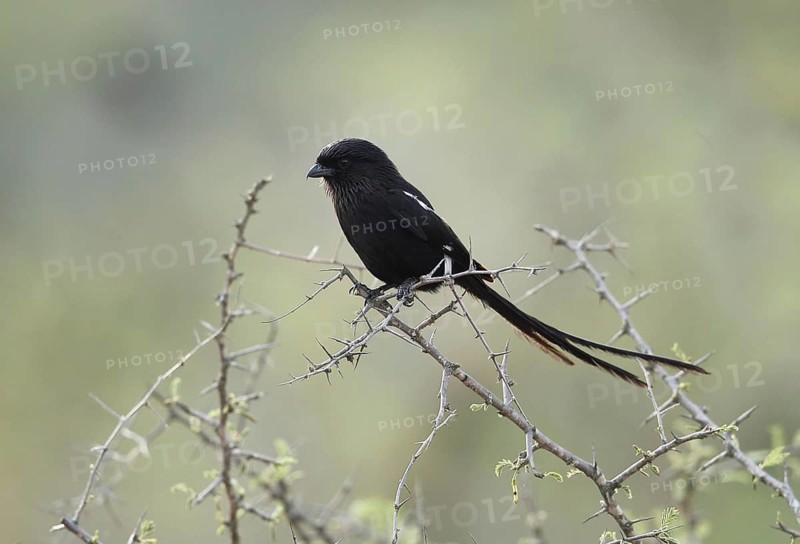 Magpie Shrike