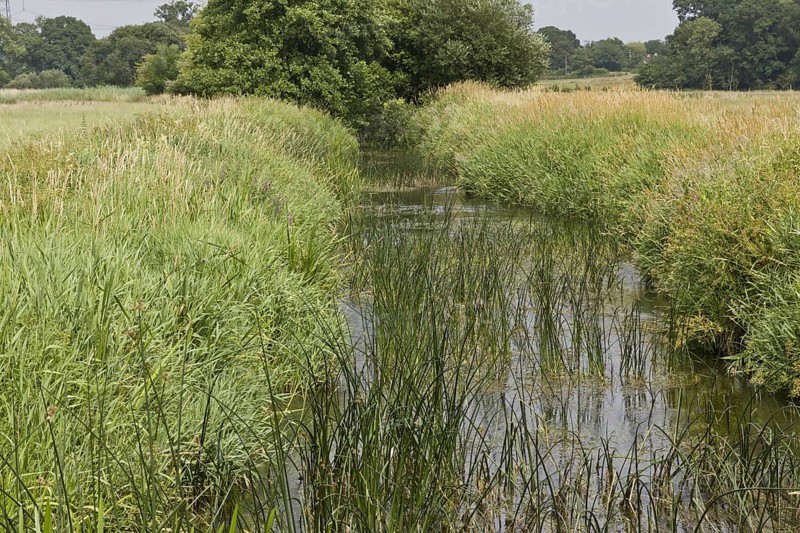 Clean and biodiverse chalk stream