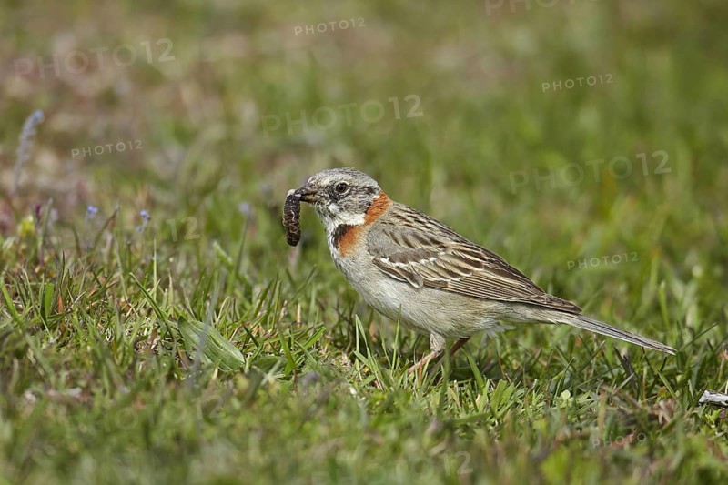 Morning Bunting