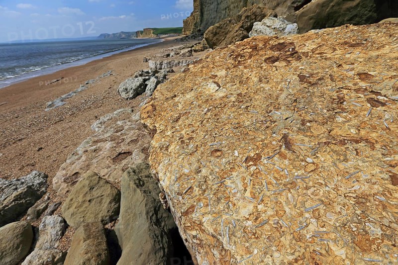 Belemnite rostrum fossils in rock at base of cliff on beach