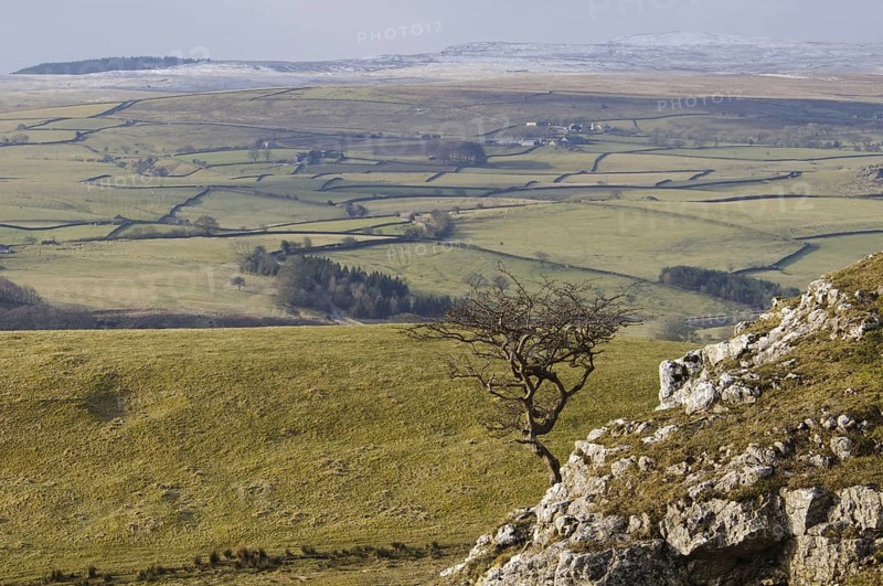 View of the uplands with the naked hawthorn tree growing on limestone rocks