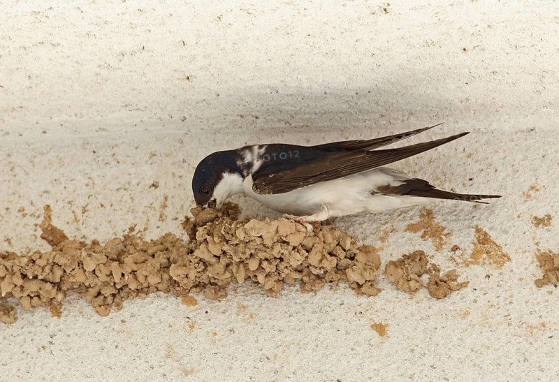 Common House Martin