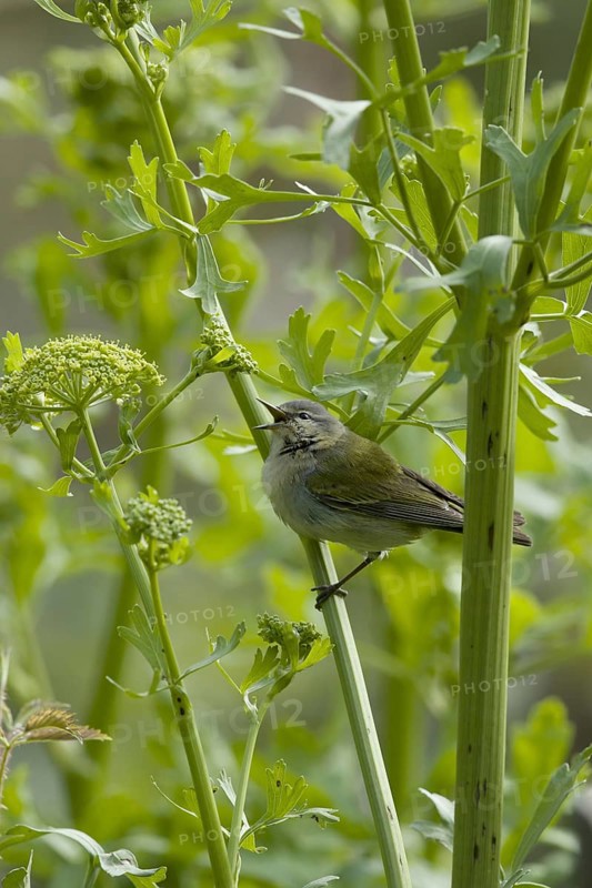 Tennessee Warbler