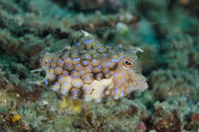 Thornback Cowfish