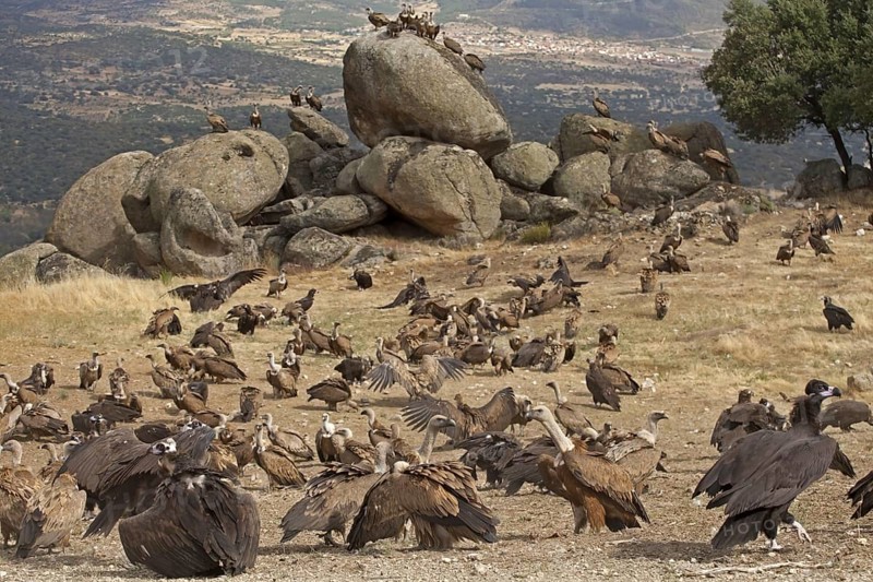 Eurasian Black Vulture
