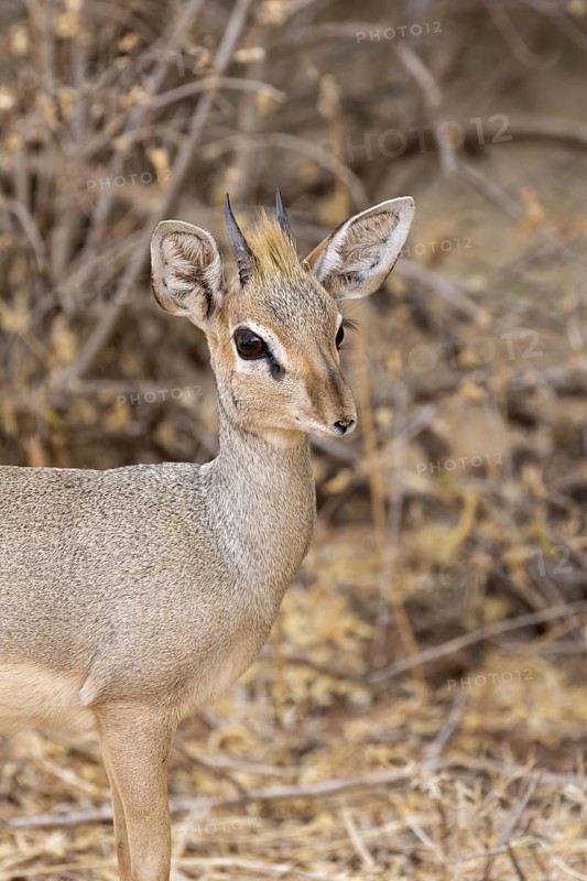 Guenther's Dik-dik