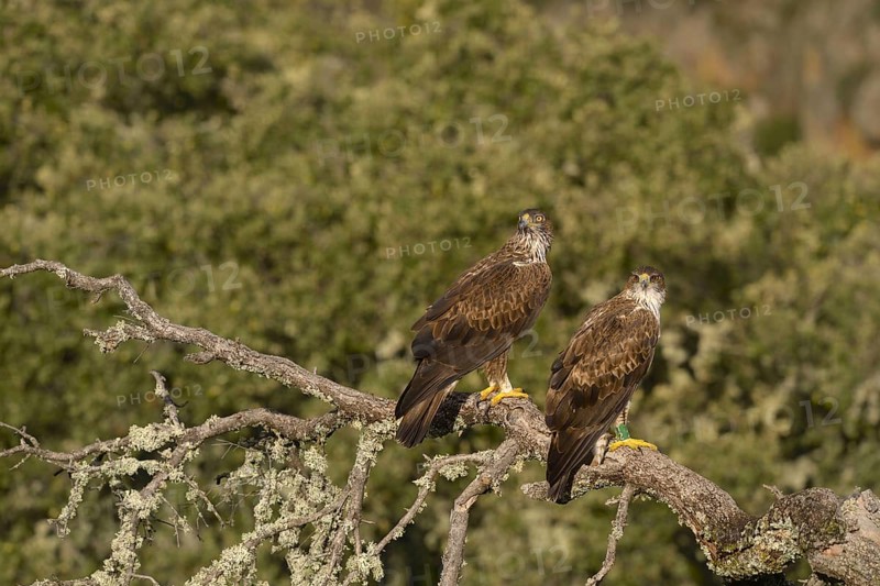 Bonelli's eagle