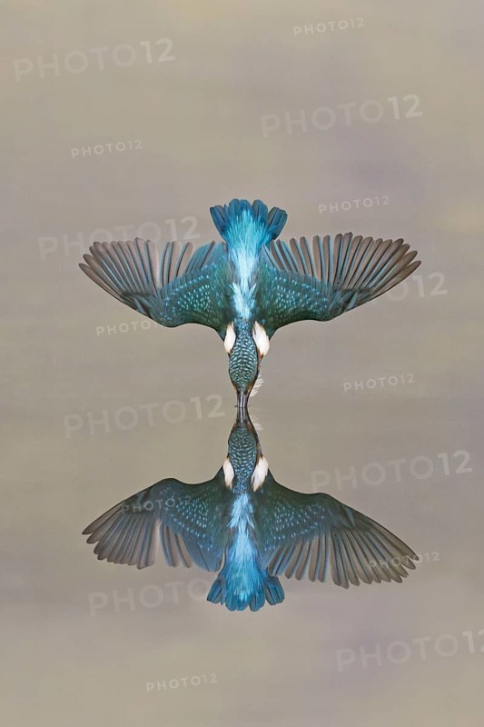Common kingfisher