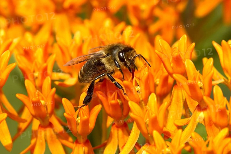 Western Honey Bee