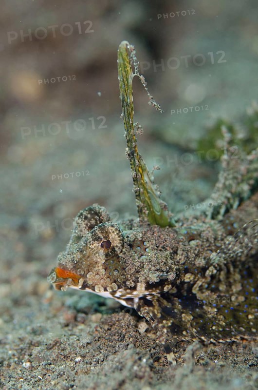 Other animals
