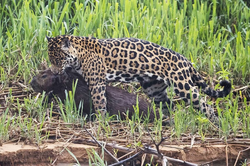 Adult south american jaguar