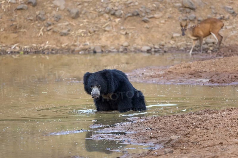 Sloth bear