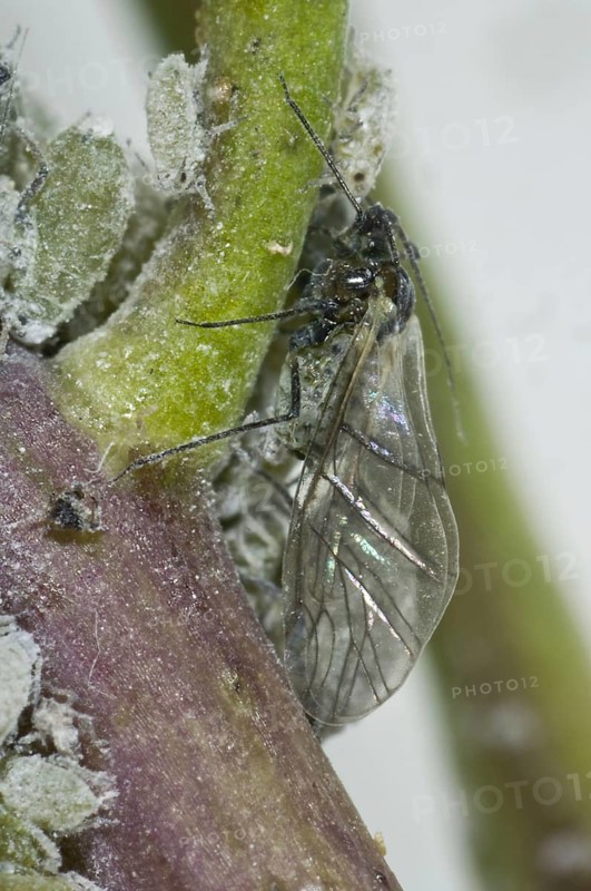 Mealy cabbage aphid