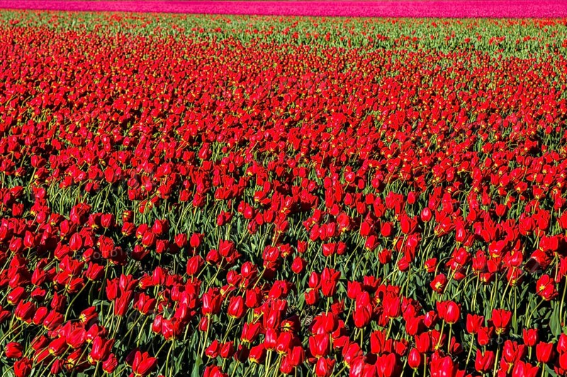 Flowering tulip fields