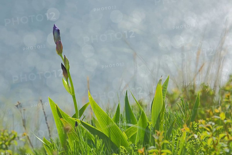 Siberian iris