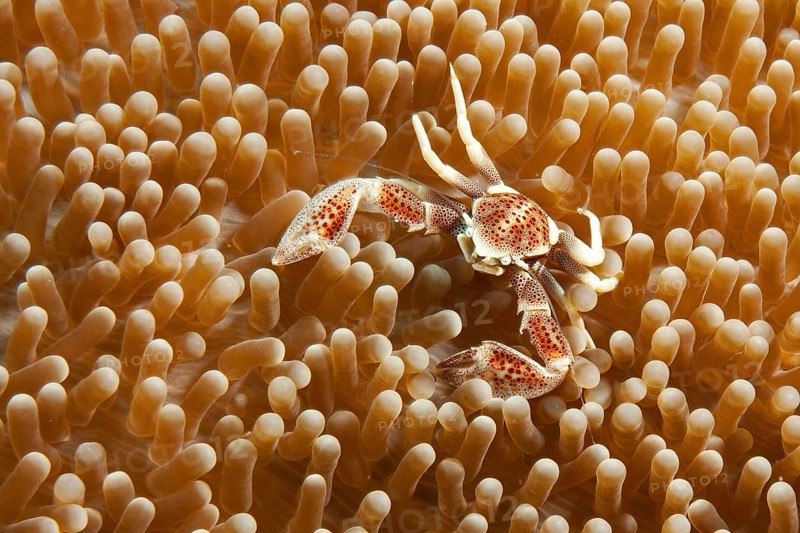 Spotted anemone crab