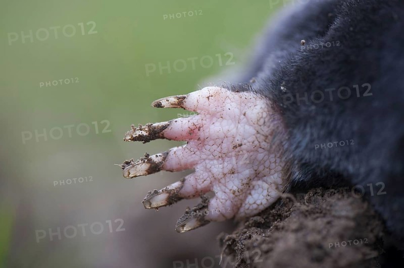 European mole