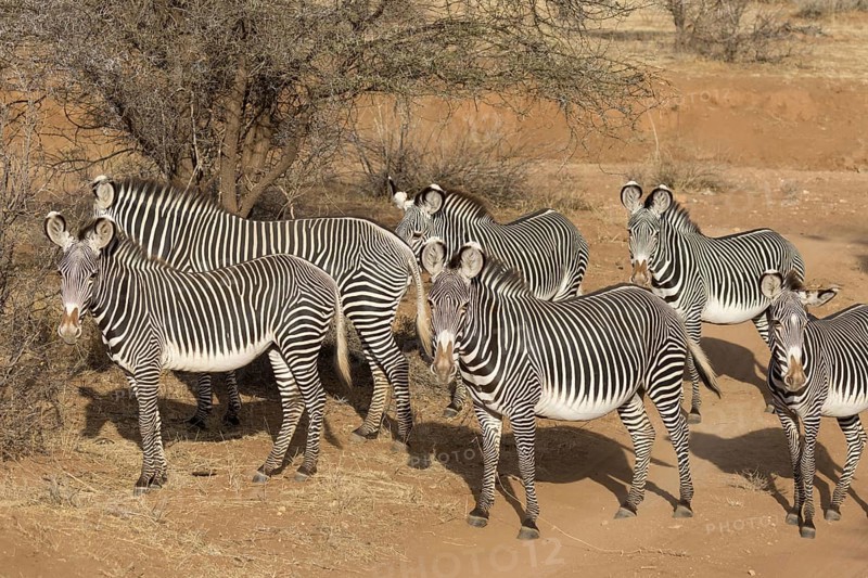 Grevy's grevy's zebra