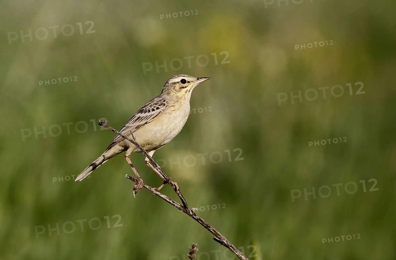 Tawny Pipit