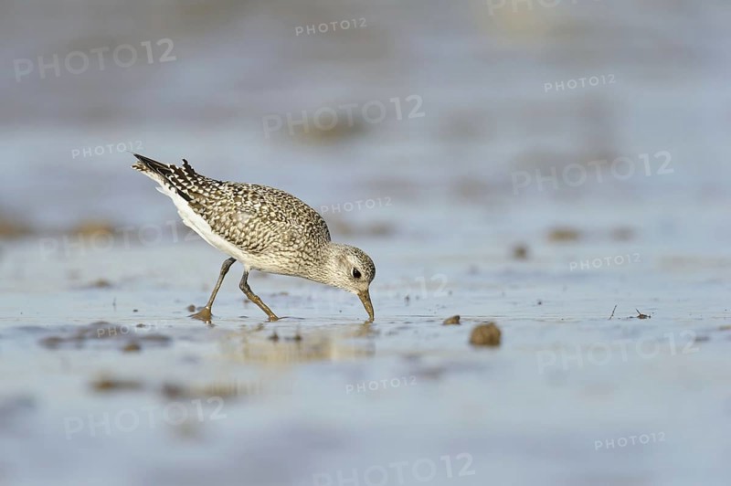 Black-bellied plover