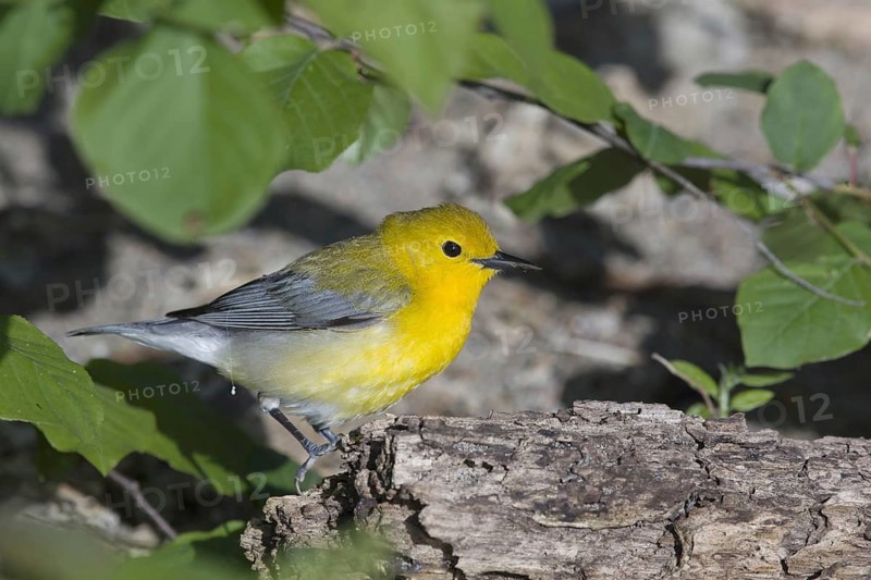 Prothonotary warbler
