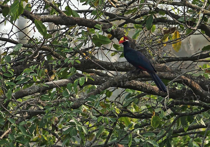 Violet Turaco
