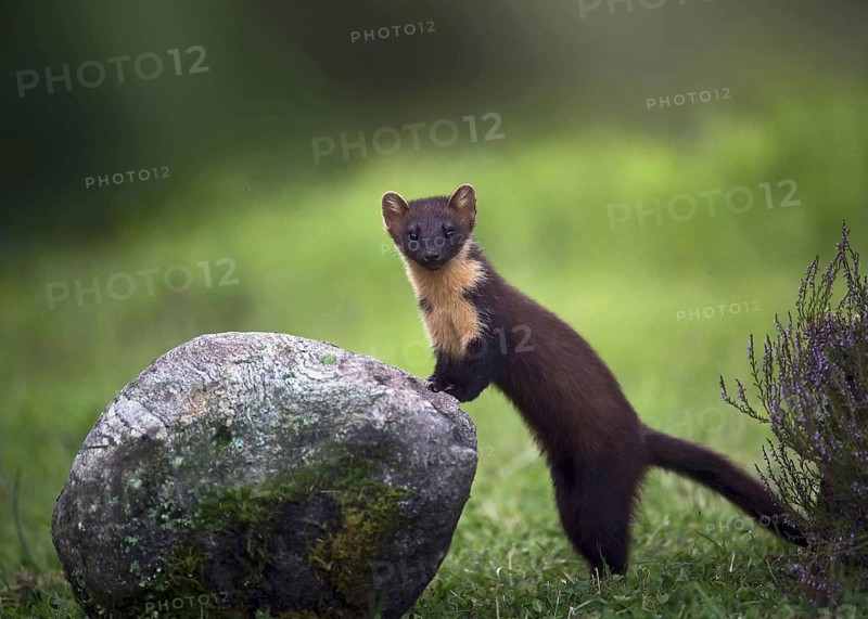 Pine Marten