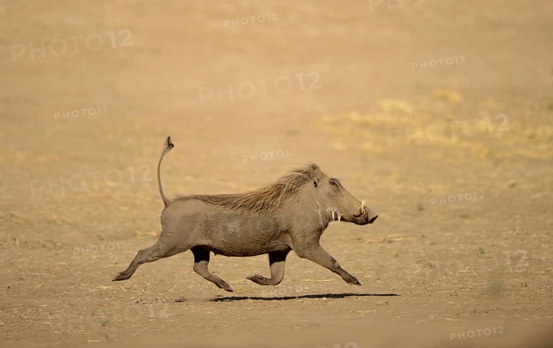 Common Warthog