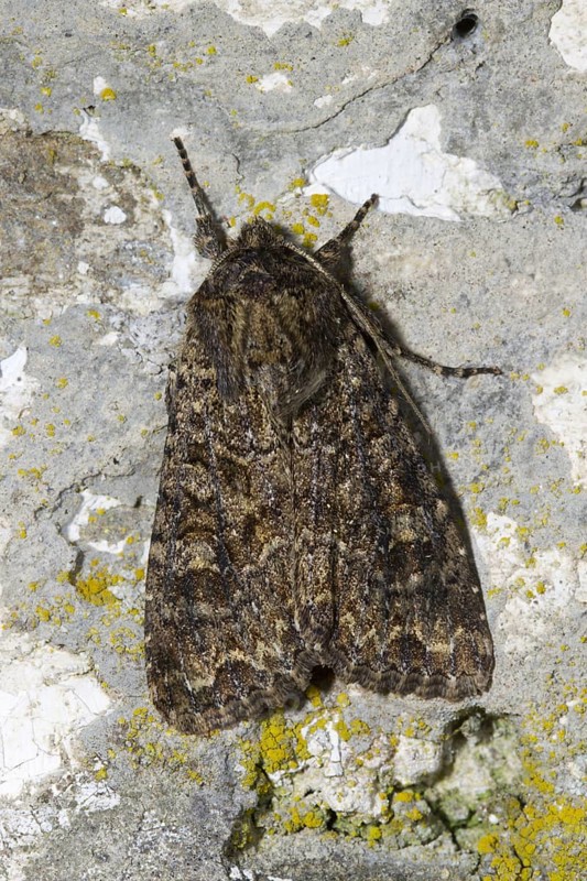 Dusky Brocade