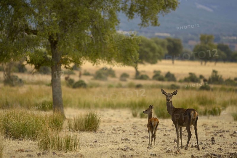 Iberian red deer
