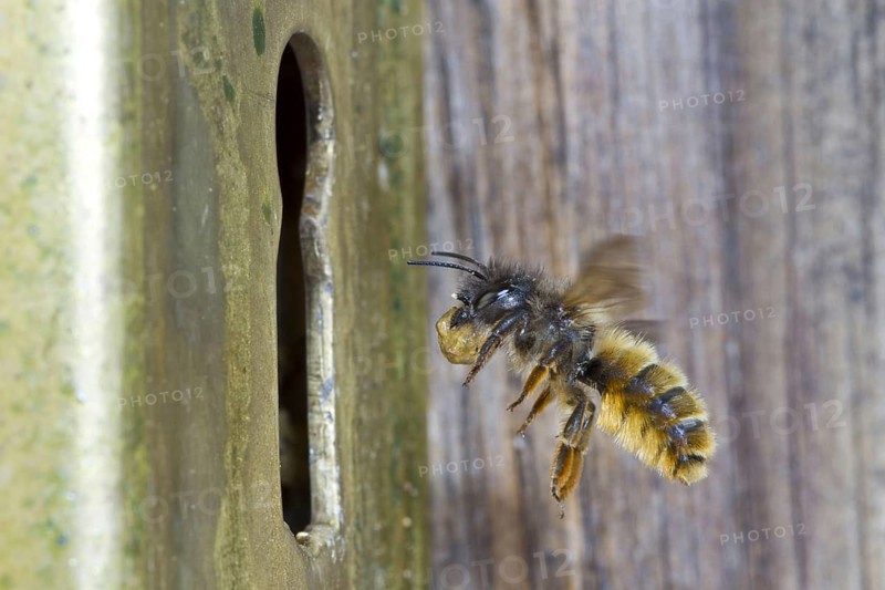 Red red mason bee