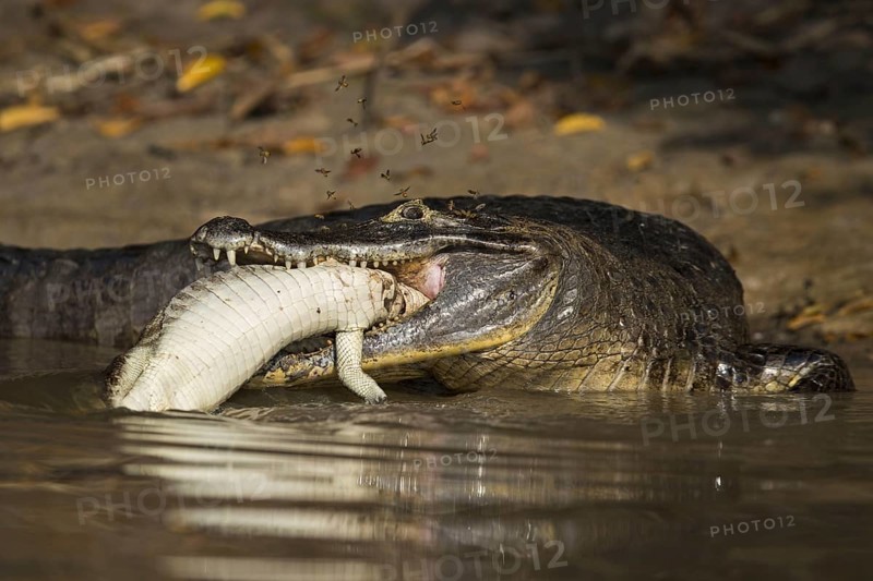 Spectacled Caiman