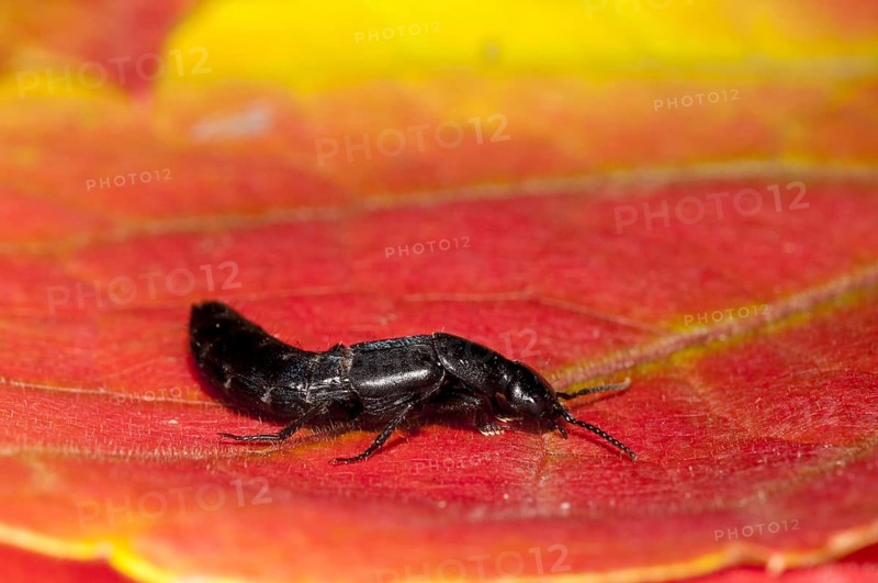 A devil's coach-horse beetle