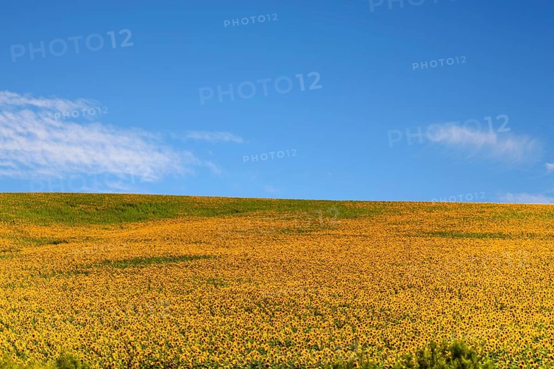 Huge sunflower fields