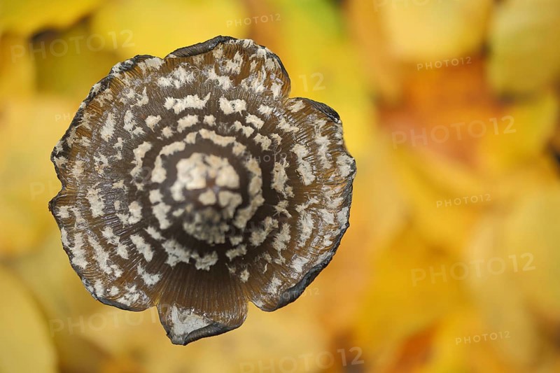 Mushroom cap of coprinopsis picacea