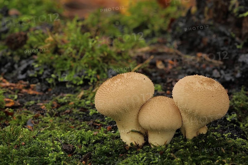 Three common puffballs