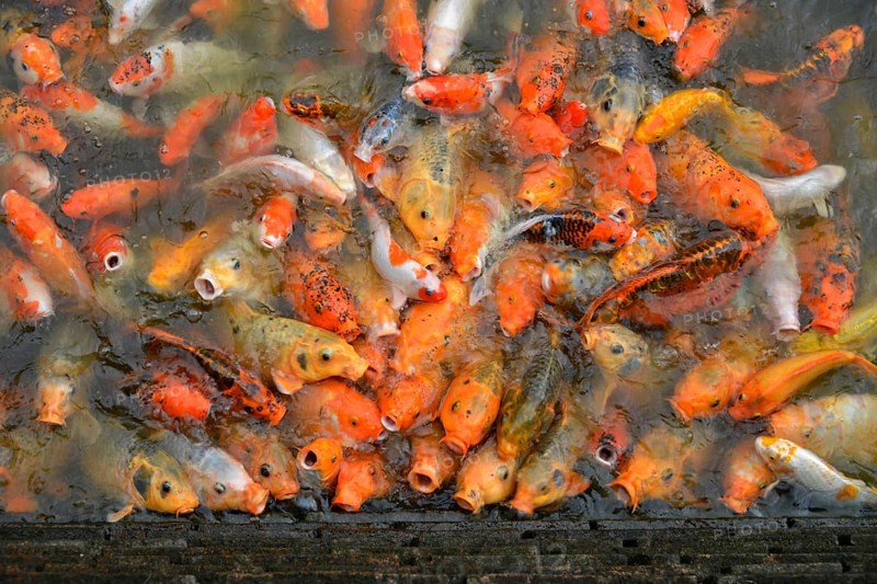 Koi carp