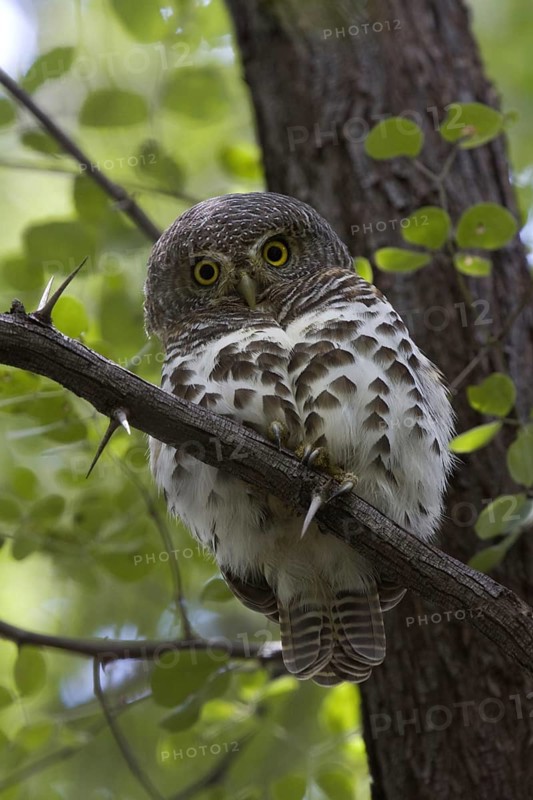 African barred owlet