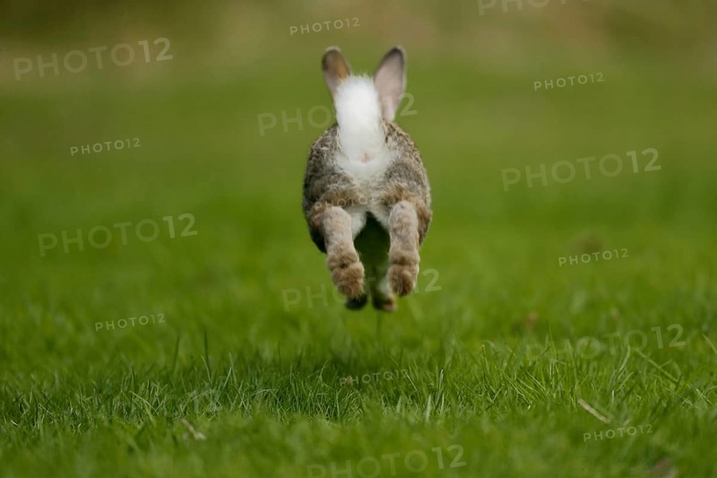 European rabbit