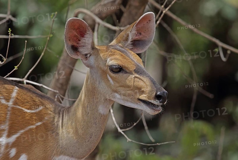Central bushbuck