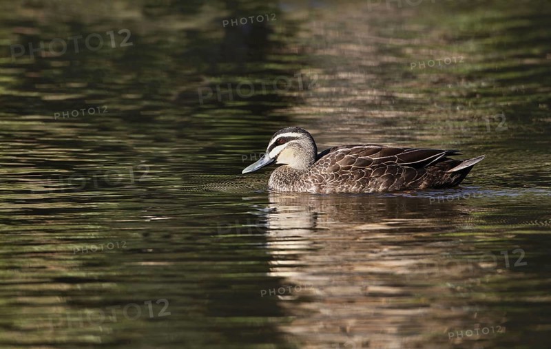 Pacific black duck