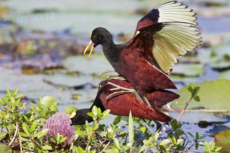 Northern Jacana