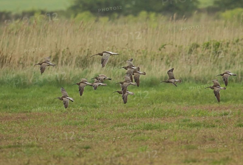 Whimbrel