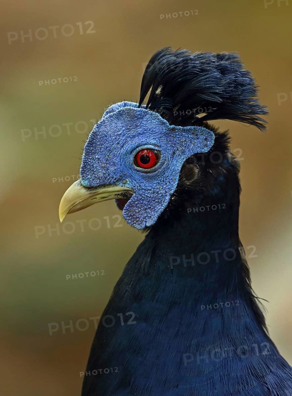 Crested fireback
