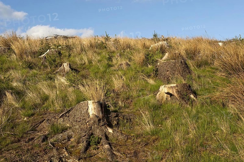 Natural forest regeneration after felling of mature forests
