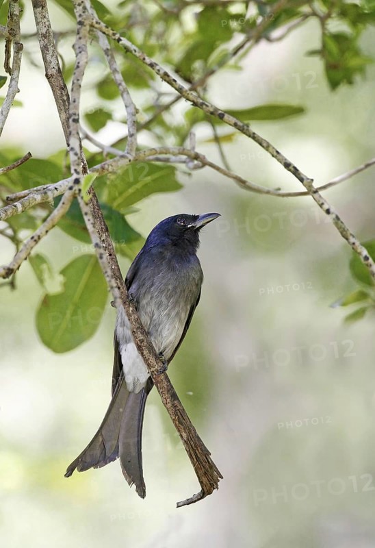 White-bellied Drongo