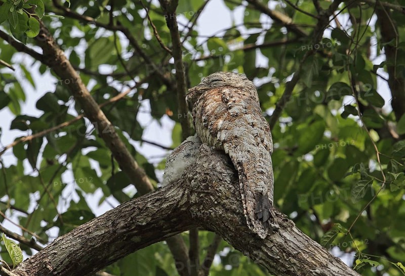 Great Potoo