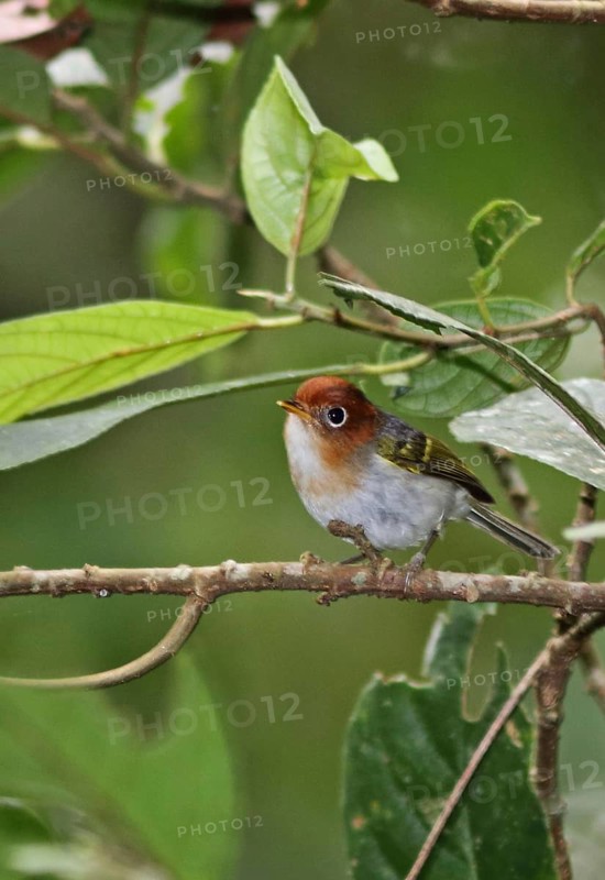 Sunda Warbler