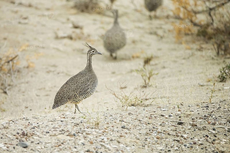 Elegant Crested Tinamou